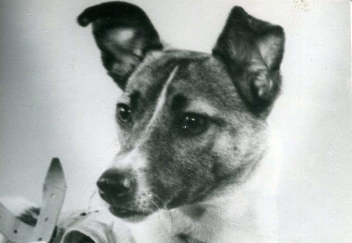 Laika, the Soviet space dog, photographed in 1957 before her flight on Sputnik 2